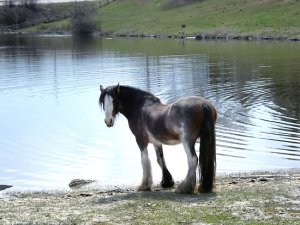 horse water